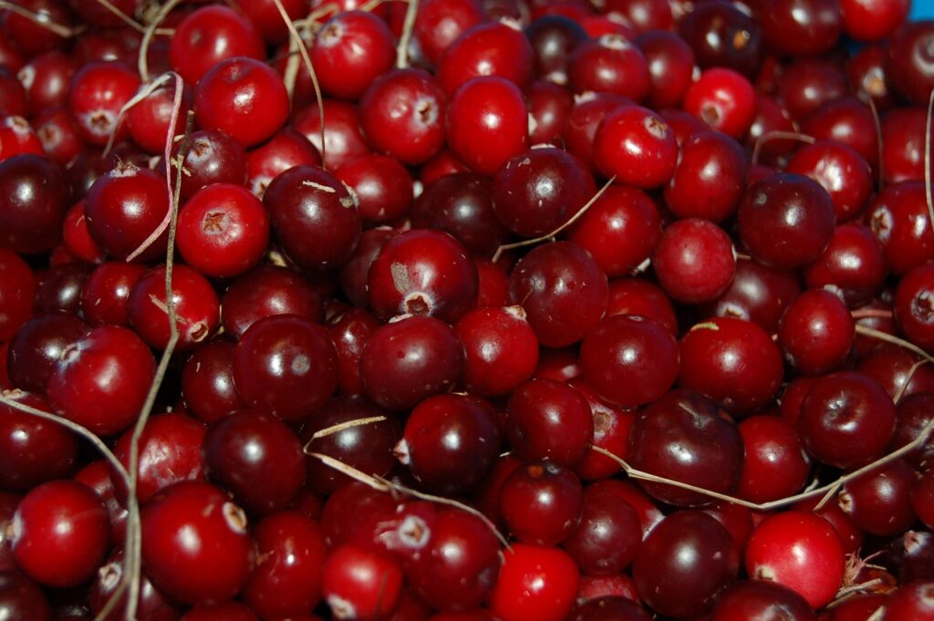 cranberry, berry, red, vitamin, autumn, swamp, fruit, cranberry, cranberry, cranberry, cranberry, cranberry