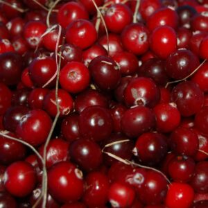 cranberry, berry, red, vitamin, autumn, swamp, fruit, cranberry, cranberry, cranberry, cranberry, cranberry