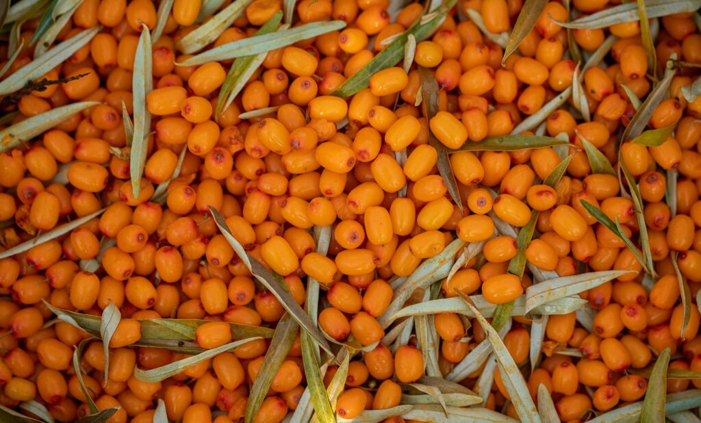 Vibrant sea buckthorn berries with leaves, showcasing a healthy and nutritious harvest.