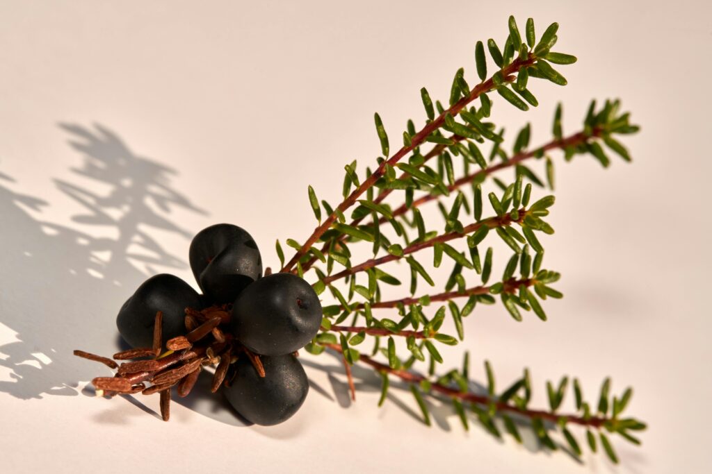 Detailed close-up of mountain crowberry plant with berries on a white backdrop.